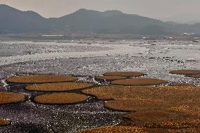 Suncheon Bay