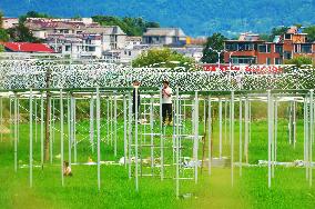 Greenhouse Construction in Anqing