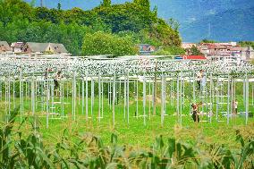 Greenhouse Construction in Anqing