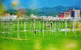 Greenhouse Construction in Anqing