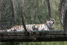 Tigers settling in to new Tallinn Zoo habitat