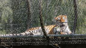 Tigers settling in to new Tallinn Zoo habitat