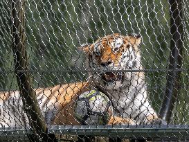 Tigers settling in to new Tallinn Zoo habitat