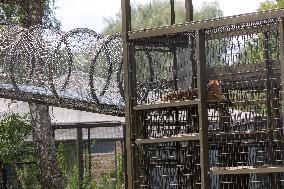 Tigers settling in to new Tallinn Zoo habitat