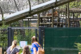 Tigers settling in to new Tallinn Zoo habitat