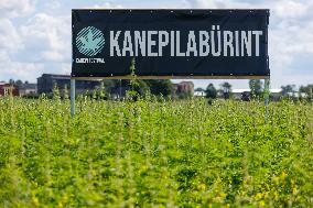 Giant hemp maze