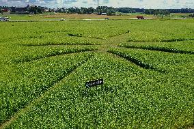 Giant hemp maze