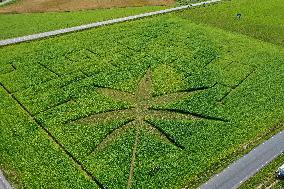 Giant hemp maze