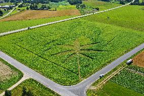 Giant hemp maze