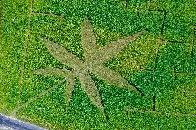 Giant hemp maze