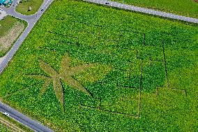 Giant hemp maze