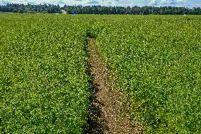 Giant hemp maze