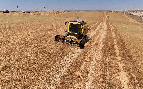 Grain Harvesting - Turkey