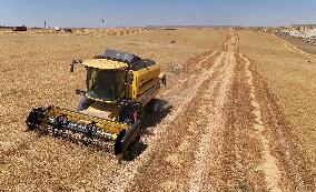 Grain Harvesting - Turkey