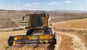 Grain Harvesting - Turkey