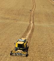 Grain Harvesting - Turkey