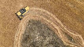 Grain Harvesting - Turkey