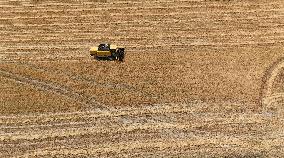 Grain Harvesting - Turkey