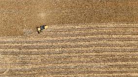 Grain Harvesting - Turkey