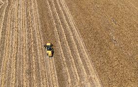 Grain Harvesting - Turkey