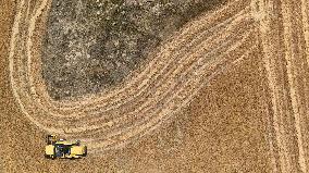 Grain Harvesting - Turkey