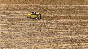 Grain Harvesting - Turkey