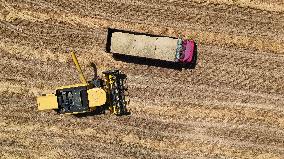 Grain Harvesting - Turkey