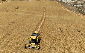 Grain Harvesting - Turkey