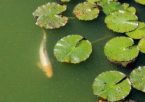 Sofiivka National Dendrological Park in Uman