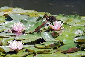 Sofiivka National Dendrological Park in Uman