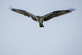 Osprey And American Bald Eagles Hunting Along The Great Miami River