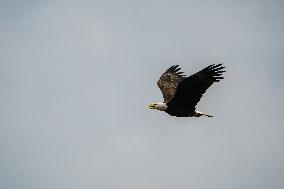 Osprey And American Bald Eagles Hunting Along The Great Miami River