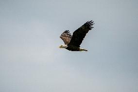 Osprey And American Bald Eagles Hunting Along The Great Miami River