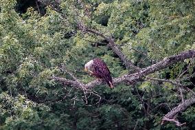 Osprey And American Bald Eagles Hunting Along The Great Miami River