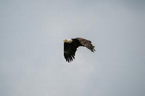 Osprey And American Bald Eagles Hunting Along The Great Miami River