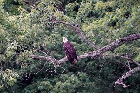 Osprey And American Bald Eagles Hunting Along The Great Miami River