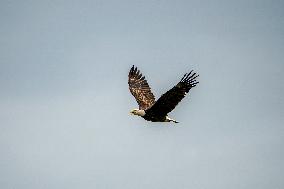 Osprey And American Bald Eagles Hunting Along The Great Miami River