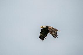 Osprey And American Bald Eagles Hunting Along The Great Miami River