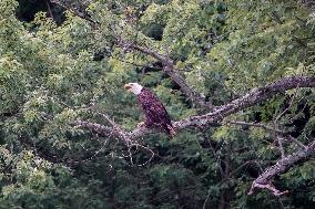 Osprey And American Bald Eagles Hunting Along The Great Miami River