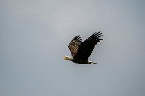 Osprey And American Bald Eagles Hunting Along The Great Miami River