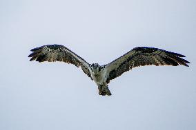 Osprey And American Bald Eagles Hunting Along The Great Miami River