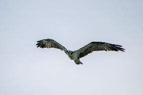 Osprey And American Bald Eagles Hunting Along The Great Miami River