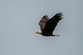 Osprey And American Bald Eagles Hunting Along The Great Miami River