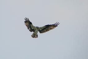 Osprey And American Bald Eagles Hunting Along The Great Miami River