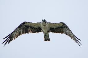 Osprey And American Bald Eagles Hunting Along The Great Miami River