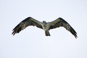 Osprey And American Bald Eagles Hunting Along The Great Miami River