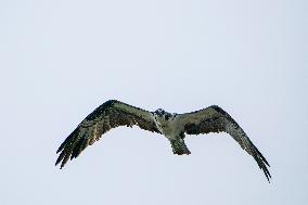 Osprey And American Bald Eagles Hunting Along The Great Miami River