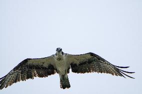 Osprey And American Bald Eagles Hunting Along The Great Miami River