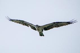 Osprey And American Bald Eagles Hunting Along The Great Miami River