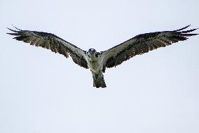 Osprey And American Bald Eagles Hunting Along The Great Miami River